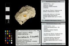 Foto (Objekt + Etiketten) von Goniodromites bidentatus (Reuss, 1859) 